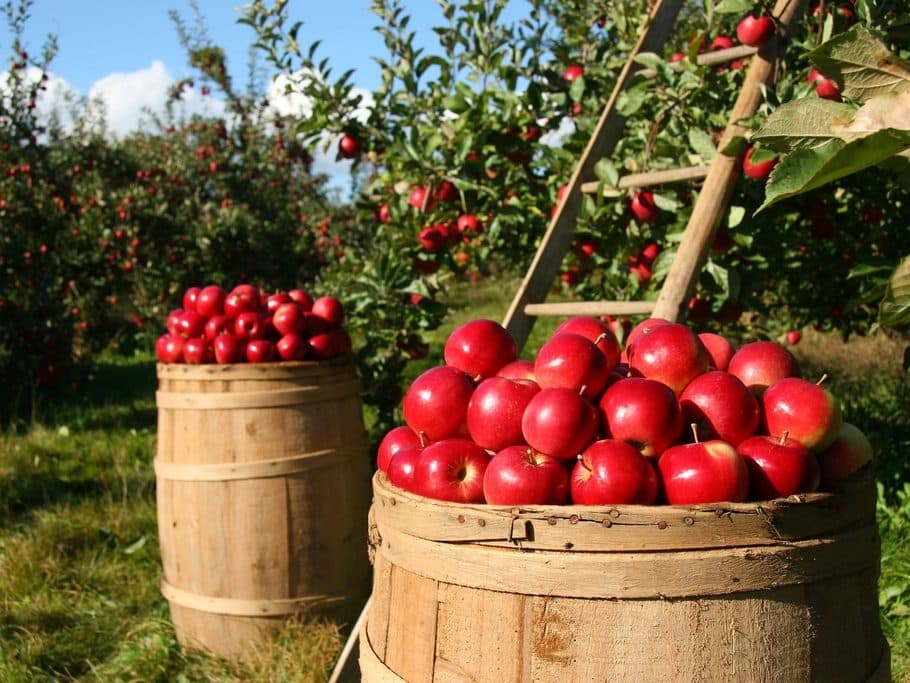Spartan Apples