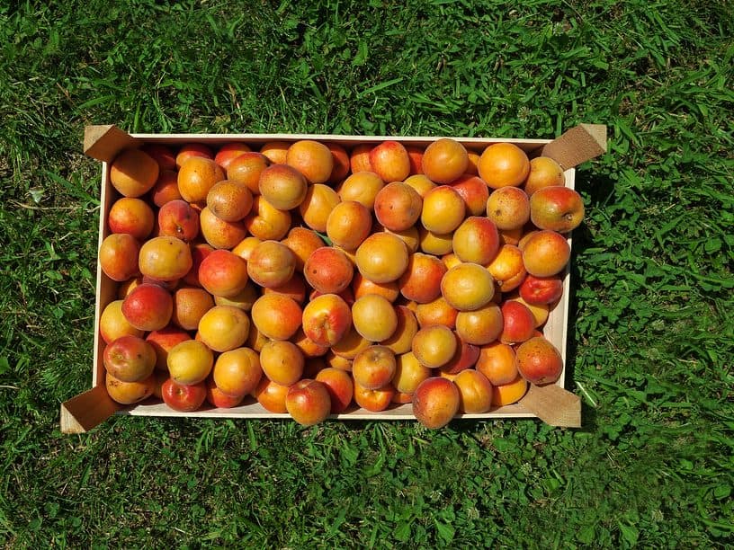 Tilton Apricots