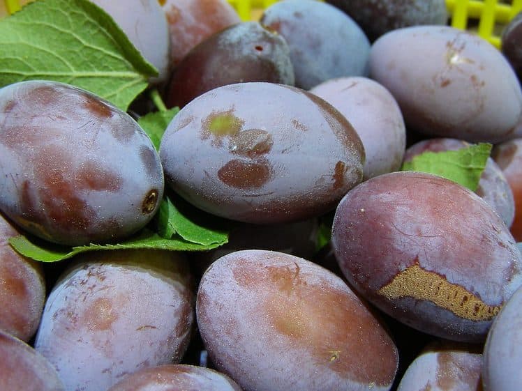 Italian Prune Plums